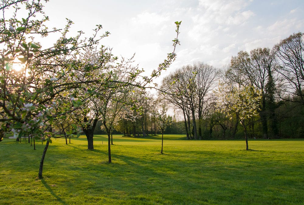Apfelernte – Fleißige Helfer gesucht!