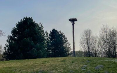Storchennest am Golfplatz