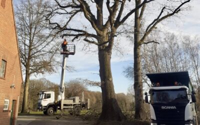 Baumpflegearbeiten am Parkplatz